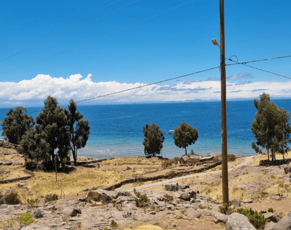 Foto tirada em cima da ilha Taquilo, sobre o lago titicaca, com arvores espalhadas e o lago titicaca ao fundo